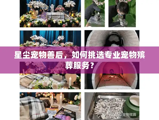 星尘宠物善后，如何挑选专业宠物殡葬服务？