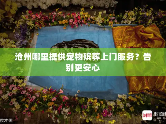 沧州哪里提供宠物殡葬上门服务？告别更安心