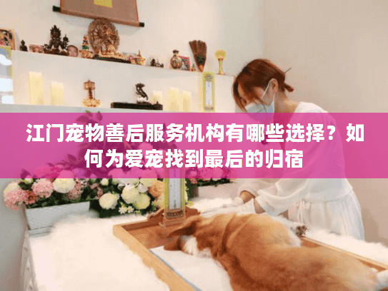 江门宠物善后服务机构有哪些选择？如何为爱宠找到最后的归宿