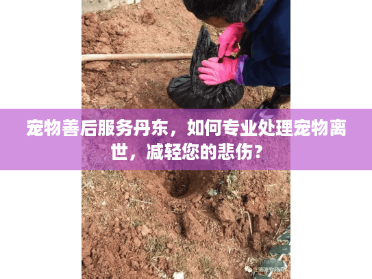 宠物善后服务丹东，如何专业处理宠物离世，减轻您的悲伤？