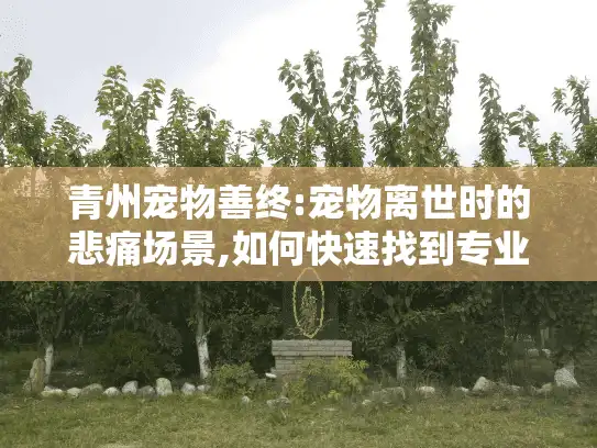 青州宠物善终:宠物离世时的悲痛场景,如何快速找到专业殡葬服务?