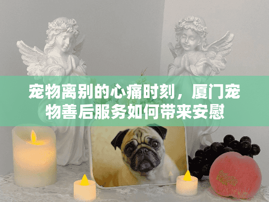 宠物离别的心痛时刻,厦门宠物善后服务如何带来安慰 宠物离别的心痛时刻,厦门宠物善后服务如何带来安慰