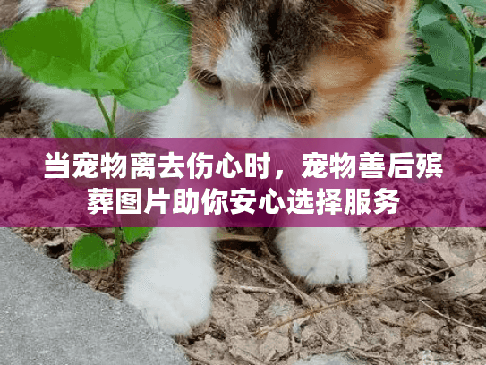 当宠物离去伤心时，宠物善后殡葬图片助你安心选择服务