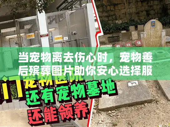 当宠物离去伤心时，宠物善后殡葬图片助你安心选择服务