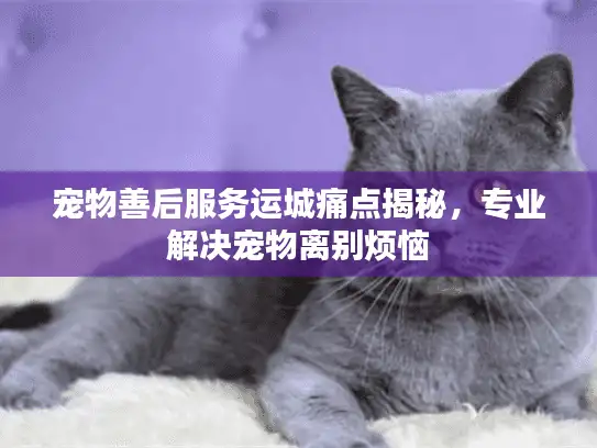 宠物善后服务运城痛点揭秘，专业解决宠物离别烦恼