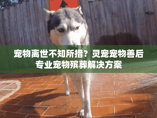 宠物离世不知所措？灵宠宠物善后专业宠物殡葬解决方案