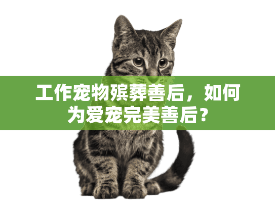 工作宠物殡葬善后，如何为爱宠完美善后？