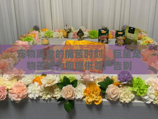 宠物离世的痛苦时刻,巨星宠物善终为您提供尊严告别 宠物离世的痛苦时刻,巨星宠物善终为您提供尊严告别