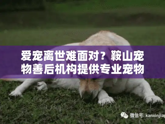 爱宠离世难面对？鞍山宠物善后机构提供专业宠物殡葬服务