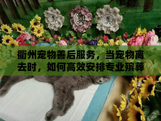 衢州宠物善后服务，当宠物离去时，如何高效安排专业殡葬？