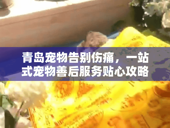 青岛宠物告别伤痛，一站式宠物善后服务贴心攻略