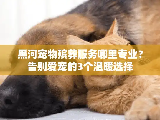 黑河宠物殡葬服务哪里专业？告别爱宠的3个温暖选择