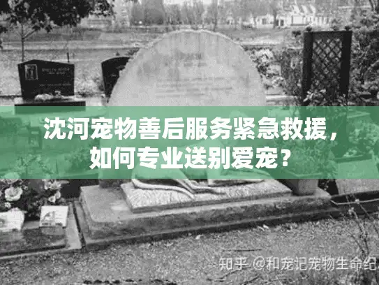 沈河宠物善后服务紧急救援,如何专业送别爱宠? 沈河宠物善后服务紧急救援,如何专业送别爱宠?
