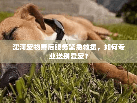 沈河宠物善后服务紧急救援,如何专业送别爱宠? 沈河宠物善后服务紧急救援,如何专业送别爱宠?