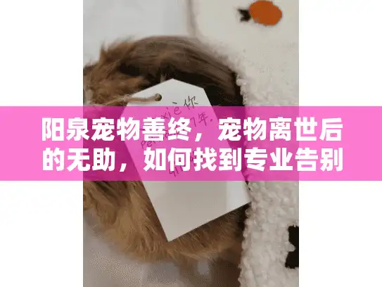 阳泉宠物善终，宠物离世后的无助，如何找到专业告别服务？