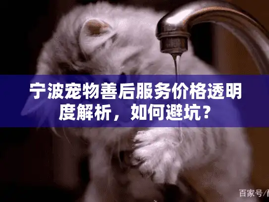宁波宠物善后服务价格透明度解析，如何避坑？