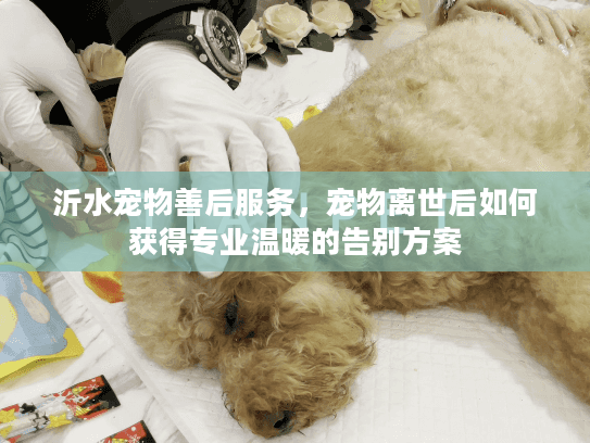 沂水宠物善后服务，宠物离世后如何获得专业温暖的告别方案