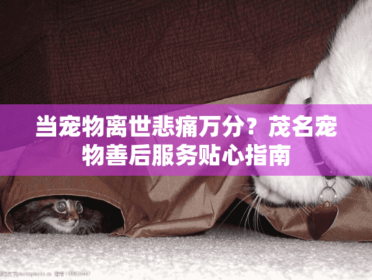 当宠物离世悲痛万分?茂名宠物善后服务贴心指南 当宠物离世悲痛万分?茂名宠物善后服务贴心指南