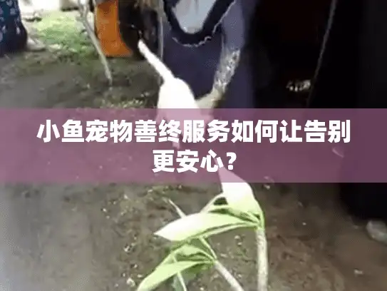 小鱼宠物善终服务如何让告别更安心？