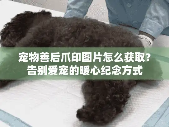 宠物善后爪印图片怎么获取?告别爱宠的暖心纪念方式 宠物善后爪印图片怎么获取?告别爱宠的暖心纪念方式