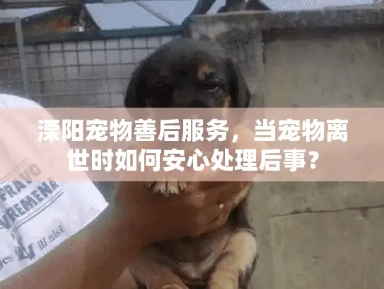 溧阳宠物善后服务，当宠物离世时如何安心处理后事？