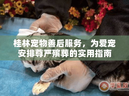 桂林宠物善后服务,为爱宠安排尊严殡葬的实用指南 桂林宠物善后服务,为爱宠安排尊严殡葬的实用指南