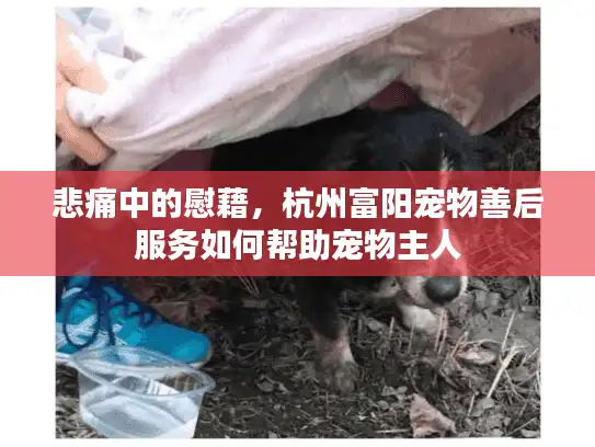 悲痛中的慰藉,杭州富阳宠物善后服务如何帮助宠物主人 悲痛中的慰藉,杭州富阳宠物善后服务如何帮助宠物主人