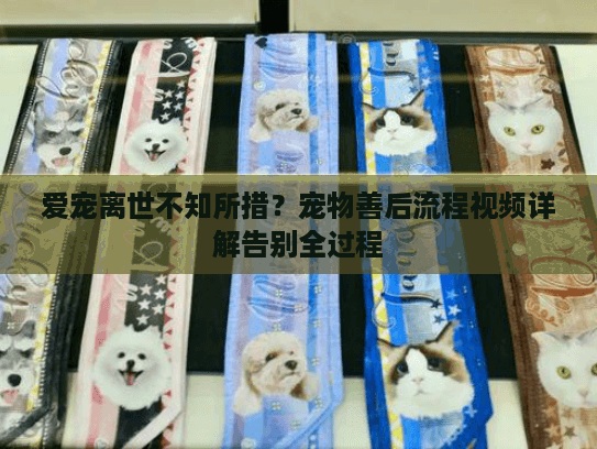 爱宠离世不知所措？宠物善后流程视频详解告别全过程