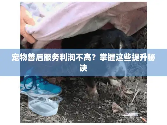 宠物善后服务利润不高？掌握这些提升秘诀