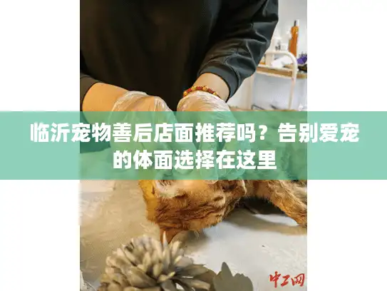 临沂宠物善后店面推荐吗?告别爱宠的体面选择在这里 临沂宠物善后店面推荐吗?告别爱宠的体面选择在这里