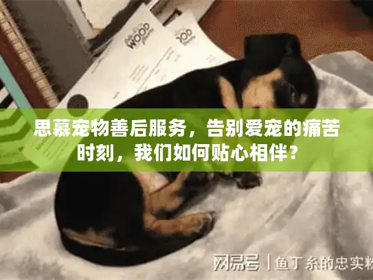 思慕宠物善后服务,告别爱宠的痛苦时刻,我们如何贴心相伴? 思慕宠物善后服务,告别爱宠的痛苦时刻,我们如何贴心相伴?