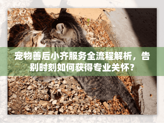 宠物善后小齐服务全流程解析，告别时刻如何获得专业关怀？