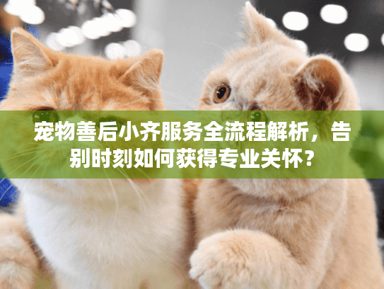 宠物善后小齐服务全流程解析，告别时刻如何获得专业关怀？