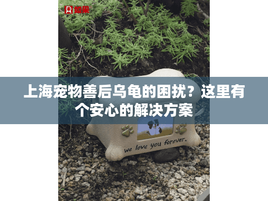 上海宠物善后乌龟的困扰？这里有个安心的解决方案
