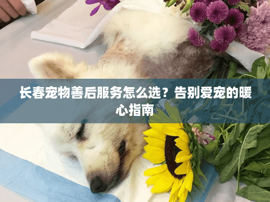 长春宠物善后服务怎么选？告别爱宠的暖心指南