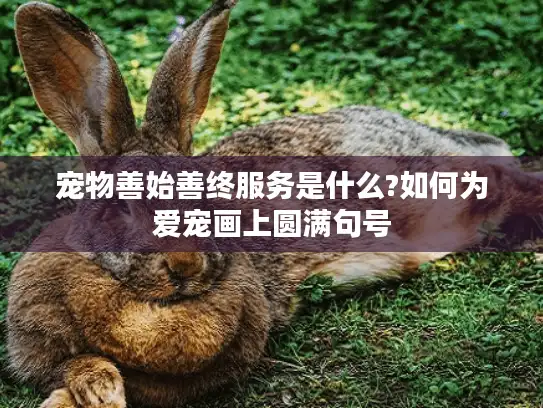 宠物善始善终服务是什么?如何为爱宠画上圆满句号