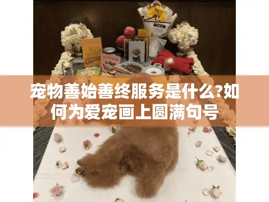 宠物善始善终服务是什么?如何为爱宠画上圆满句号