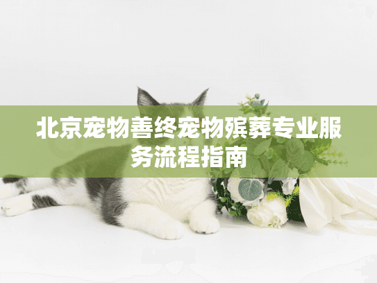 北京宠物善终宠物殡葬专业服务流程指南