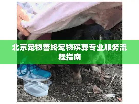 北京宠物善终宠物殡葬专业服务流程指南