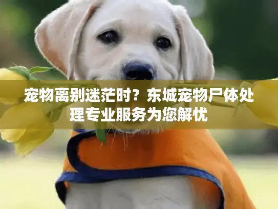 宠物离别迷茫时?东城宠物尸体处理专业服务为您解忧 宠物离别迷茫时?东城宠物尸体处理专业服务为您解忧