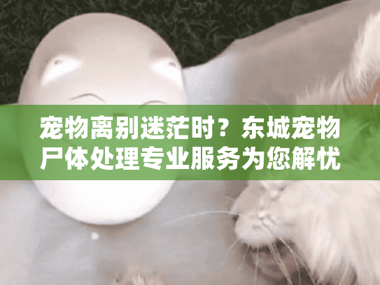宠物离别迷茫时?东城宠物尸体处理专业服务为您解忧 宠物离别迷茫时?东城宠物尸体处理专业服务为您解忧