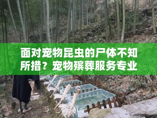 面对宠物昆虫的尸体不知所措?宠物殡葬服务专业解决方案 面对宠物昆虫的尸体不知所措?宠物殡葬服务专业解决方案