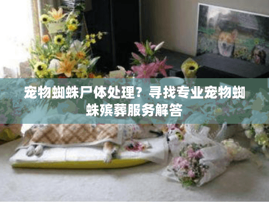 宠物蜘蛛尸体处理?寻找专业宠物蜘蛛殡葬服务解答 宠物蜘蛛尸体处理?寻找专业宠物蜘蛛殡葬服务解答