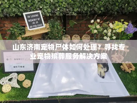 山东济南宠物尸体如何处理？寻找专业宠物殡葬服务解决方案