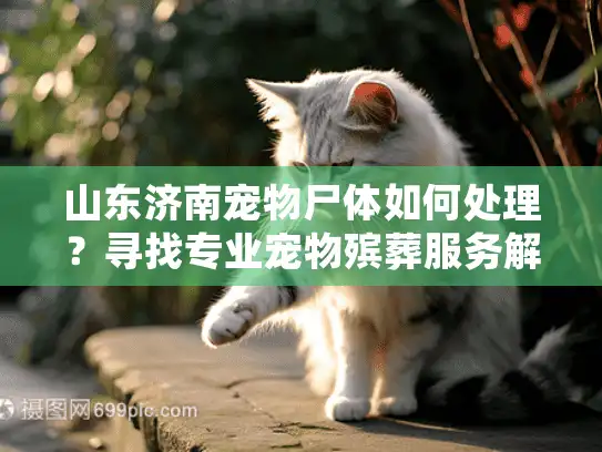 山东济南宠物尸体如何处理？寻找专业宠物殡葬服务解决方案