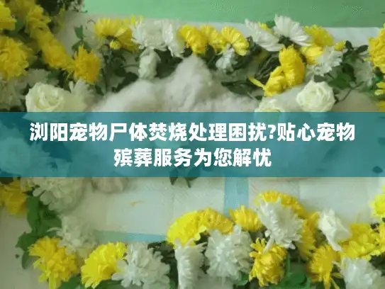 浏阳宠物尸体焚烧处理困扰?贴心宠物殡葬服务为您解忧