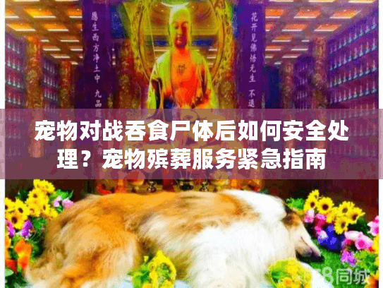 宠物对战吞食尸体后如何安全处理？宠物殡葬服务紧急指南