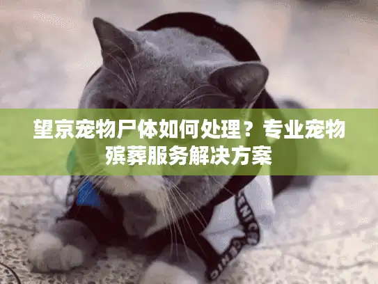 望京宠物尸体如何处理?专业宠物殡葬服务解决方案 望京宠物尸体如何处理?专业宠物殡葬服务解决方案