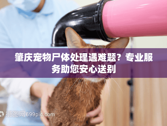 肇庆宠物尸体处理遇难题？专业服务助您安心送别