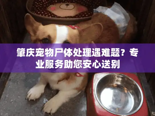 肇庆宠物尸体处理遇难题？专业服务助您安心送别